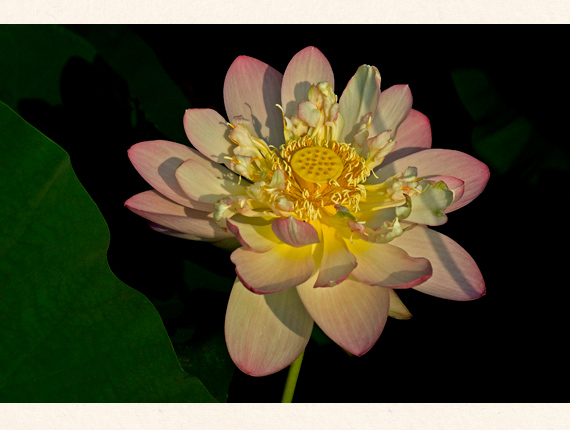 lotus-images