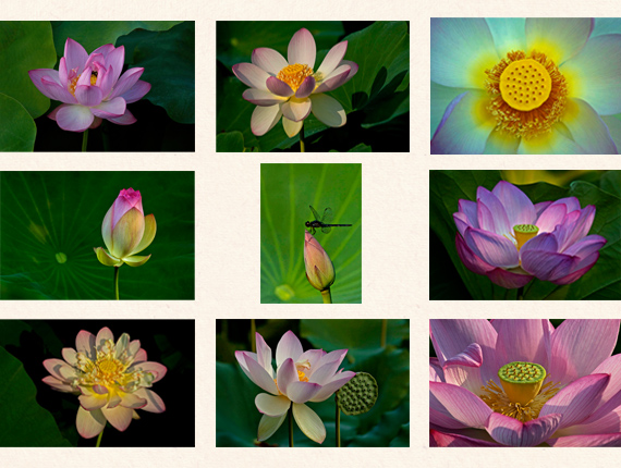 lotus-images